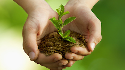 Hands holding plant in soil